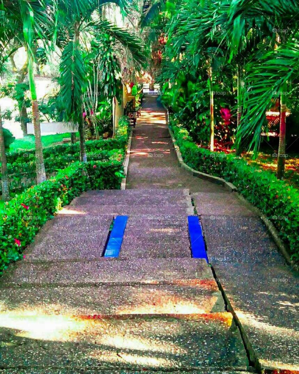 long corridor of green bushes and plants natural area