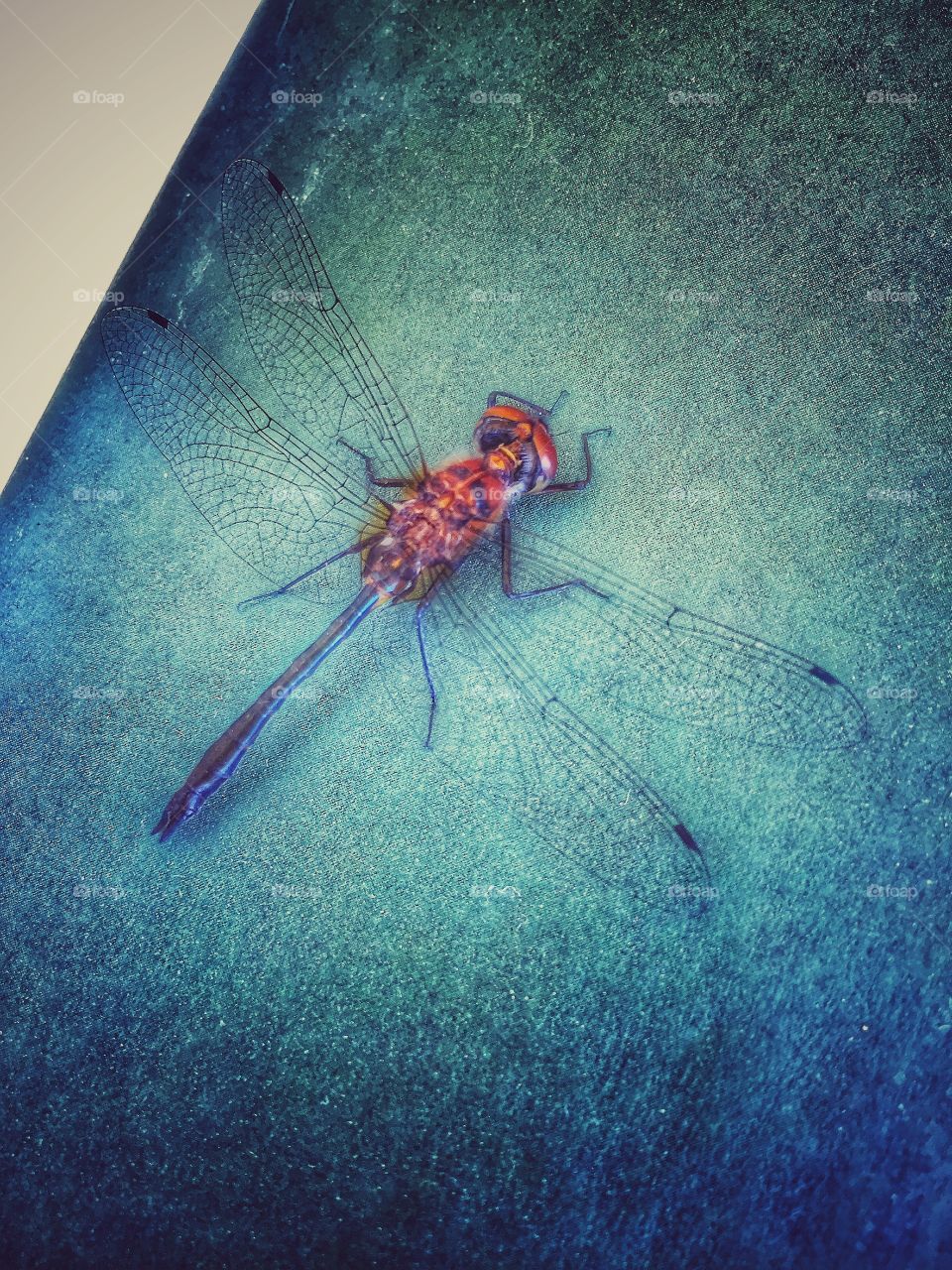 Dragonfly.. You can call me friend.