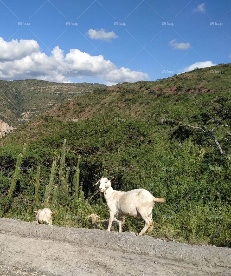 Cabrito o camuro, hembra, en las montañas de Colombia.