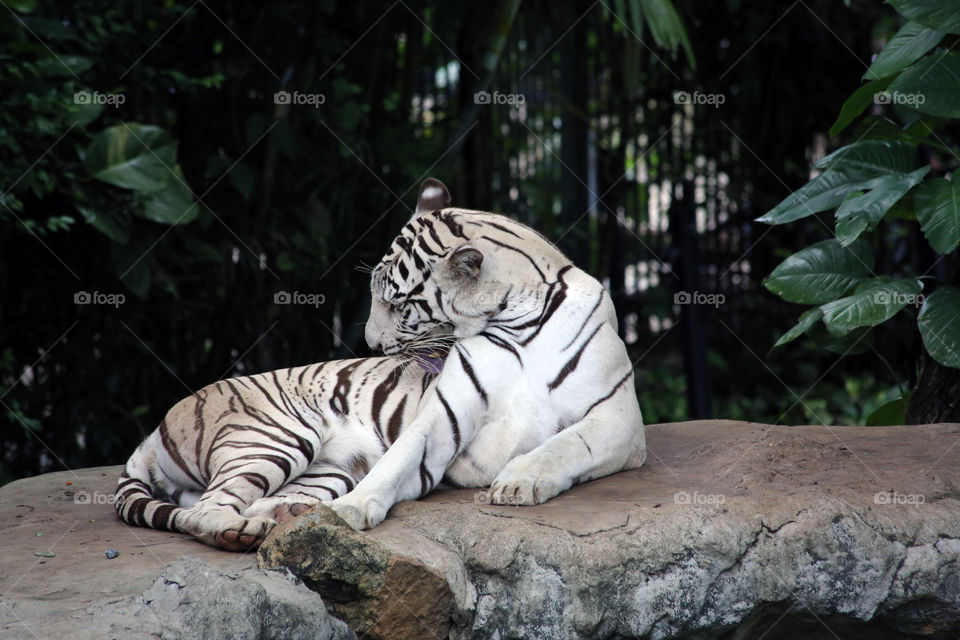 Preening. White tiger making itself presentable for the masses at Bangkok Zoo