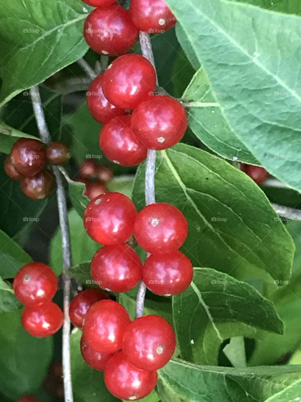 Common Honeysuckle, Clusters of wild red berries