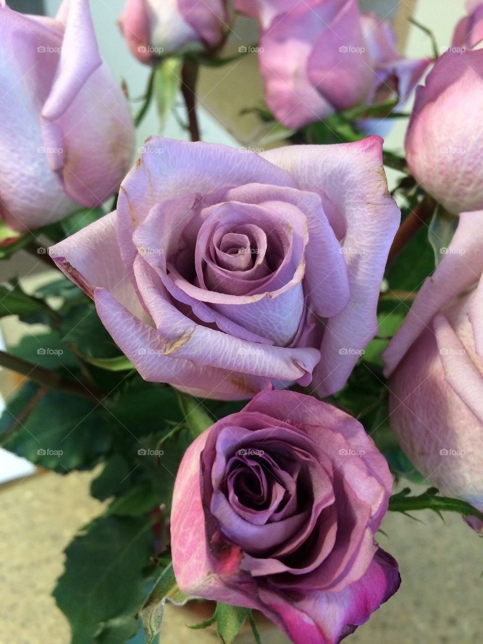 Purple Roses close up