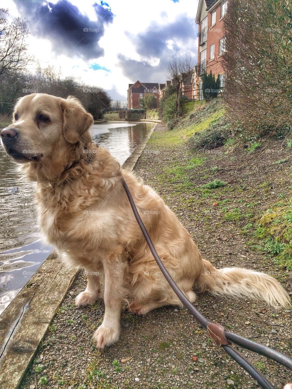 Nocas - Golden Retriever