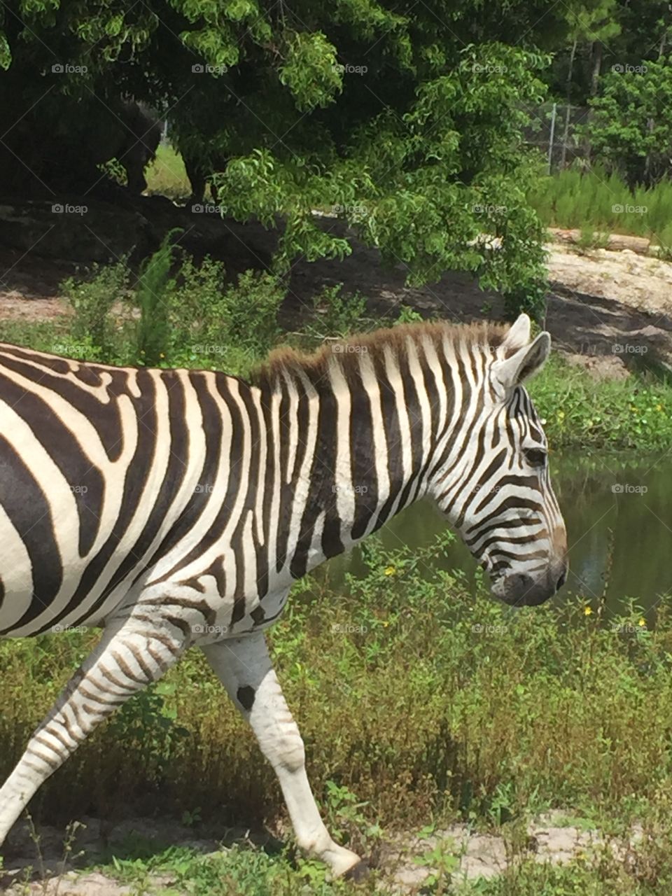 Beautiful zebra striped outside natural life