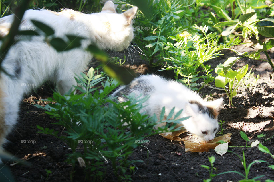 Cats in the garden