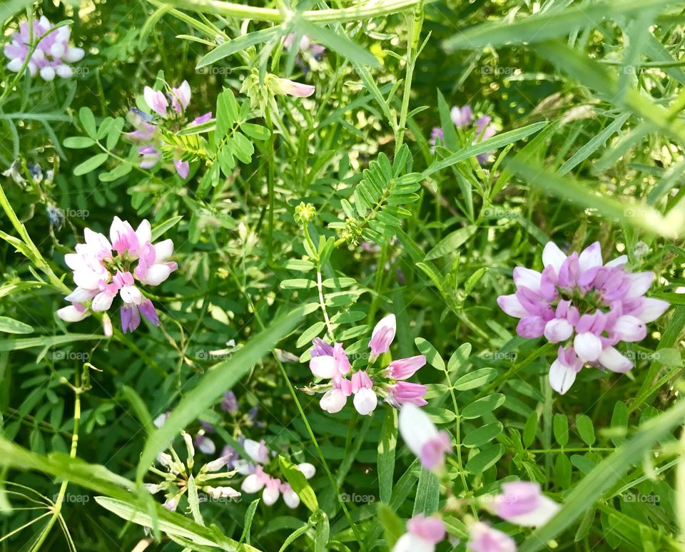 Ohio wild flowers 