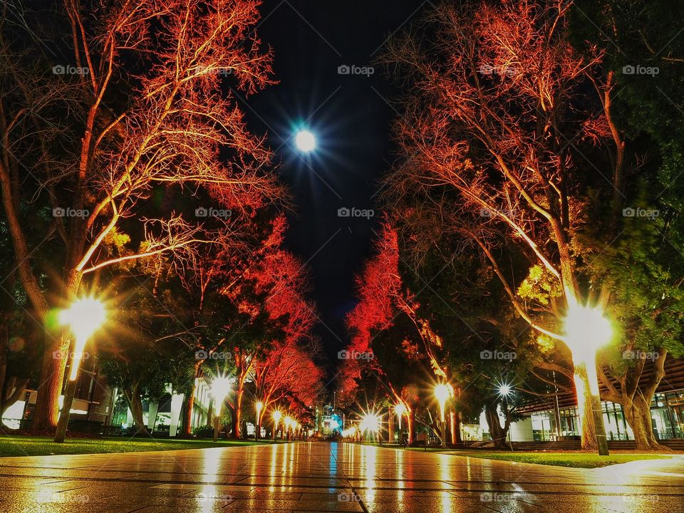 Low angle image of the University Mall, University of New South Wales (UNSW), Sydney, Australia. Adjacent trees dramatically lit up with different colored lighting.