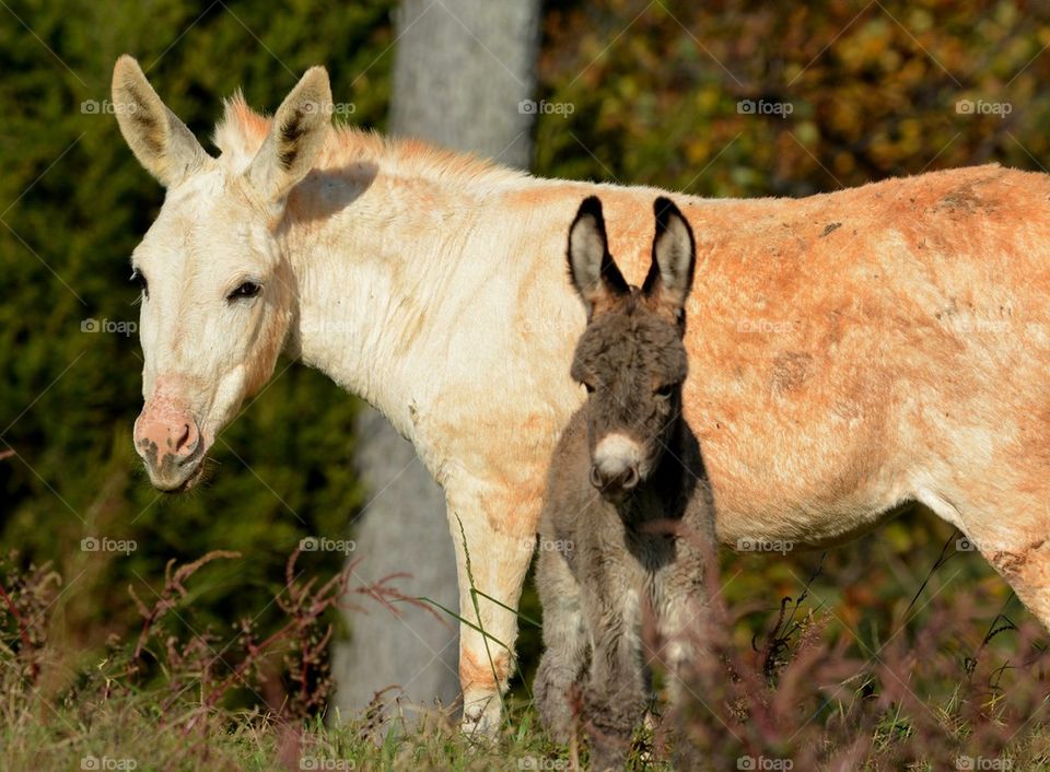 Baby Donkey and Mom