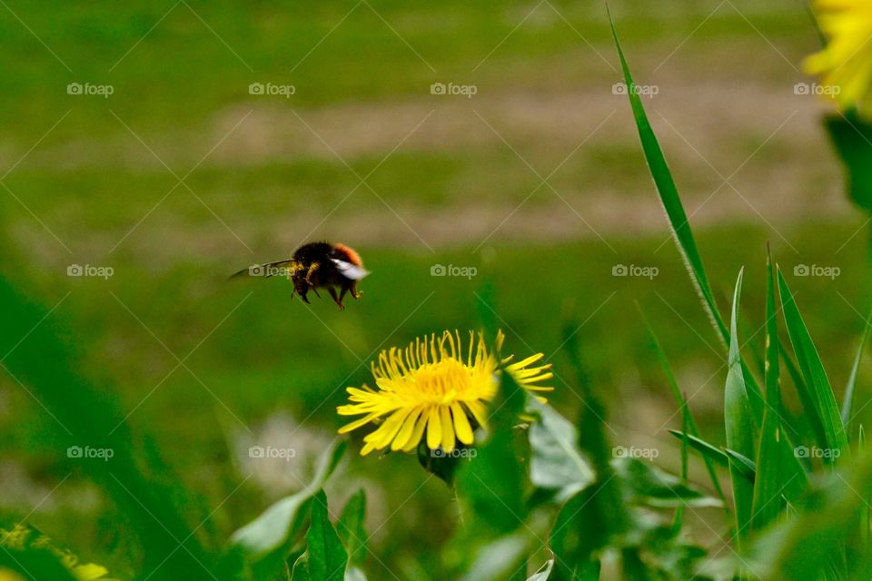 Flying bumblebee 