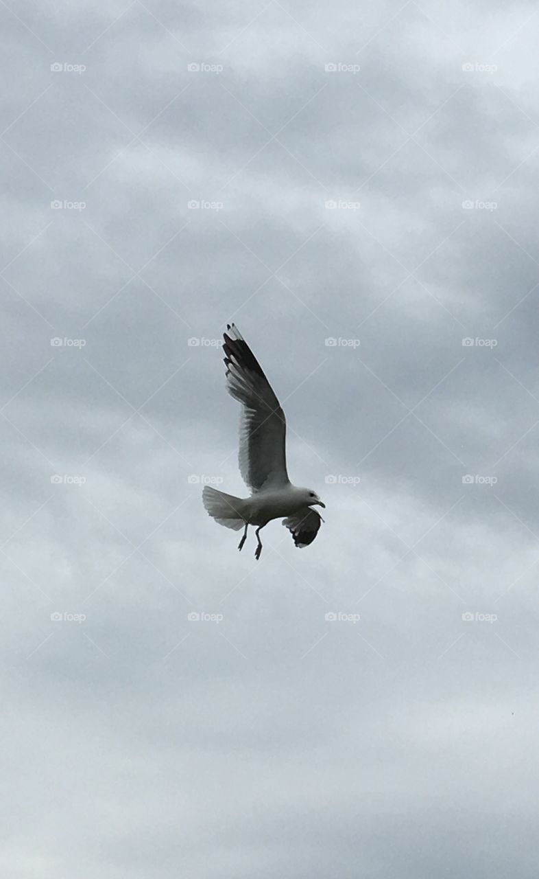 Seagull