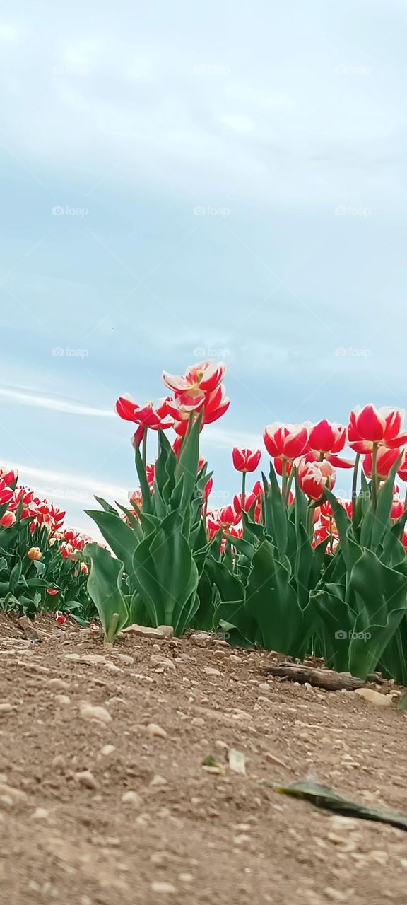 red tulips in a field