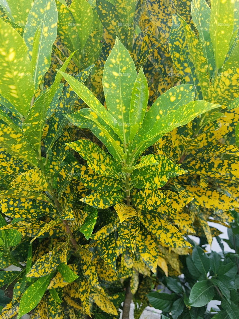 attractive leaves - leaves that are beautiful by itself.