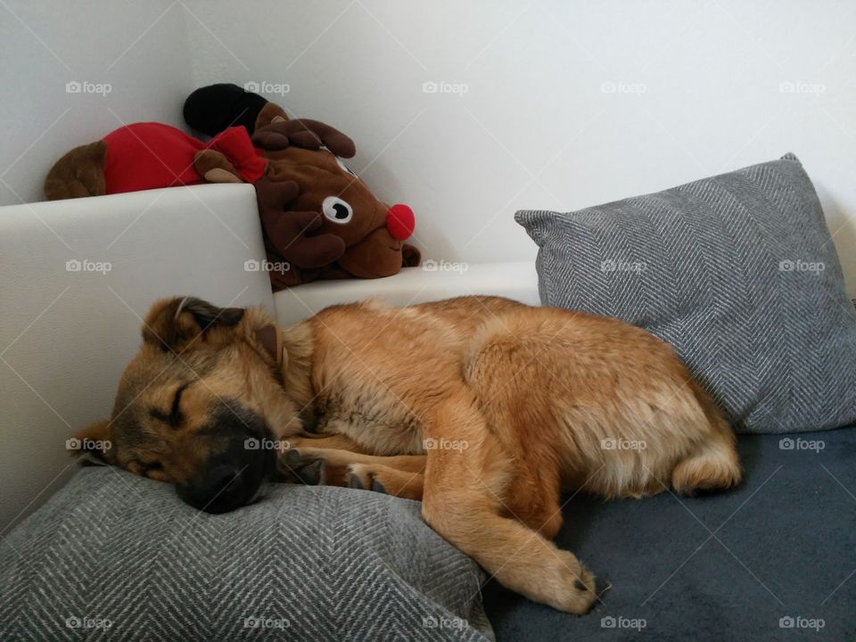 Dog sleeping Hund