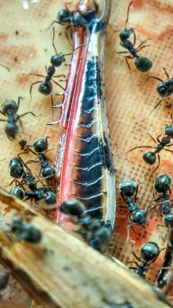 ants party