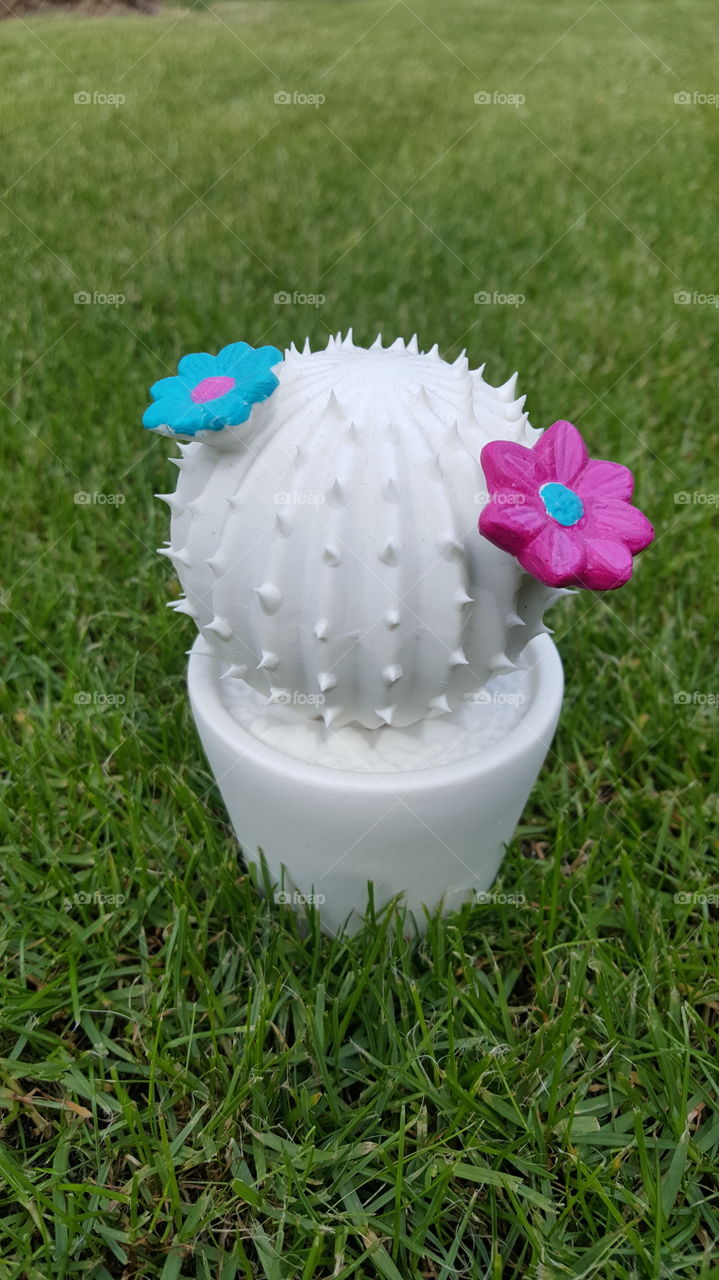 kaktus flowers pink grass