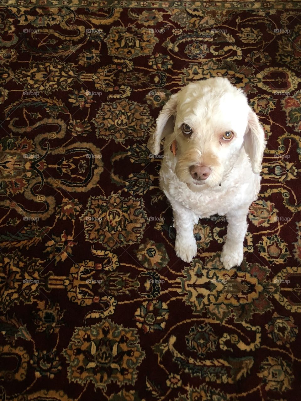 Adorable doggo sitting on the carpet.