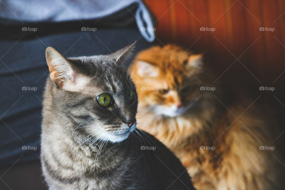 Tabby and ginger cat at home