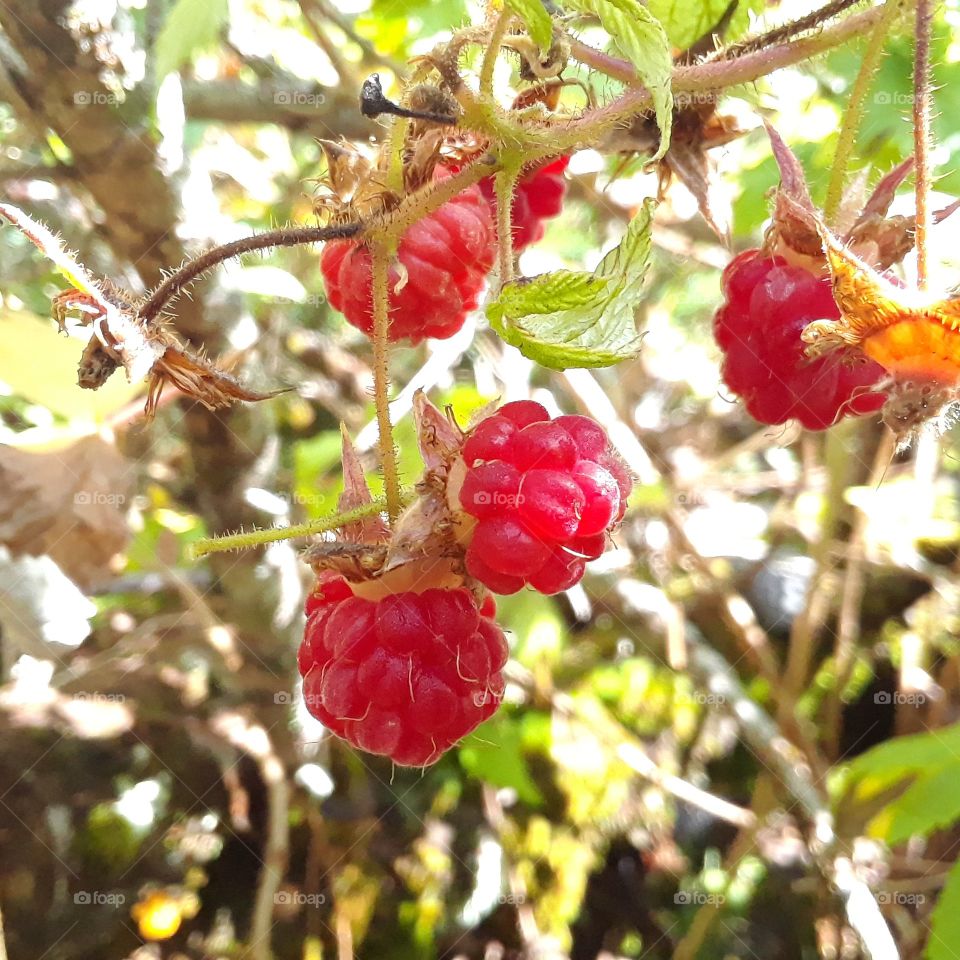 berries on bush
