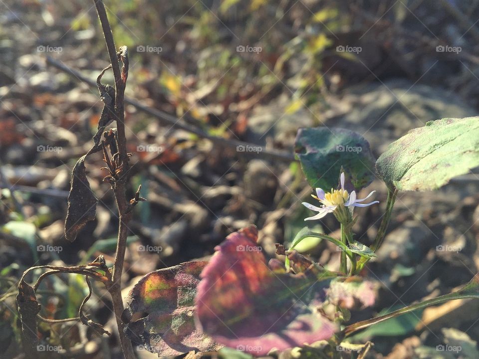 Wild flowers dying in forest in late fall 