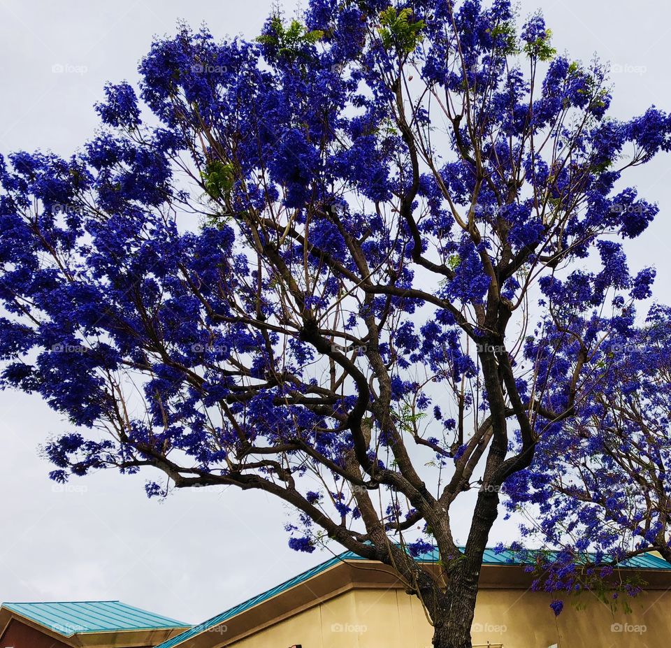 Jacaranda tree in bloom.