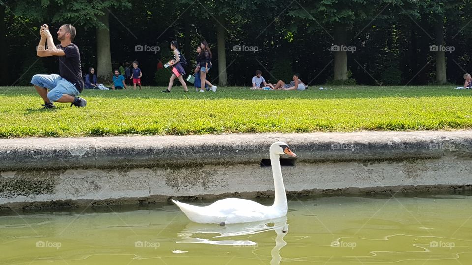 White swan in Versailles, France