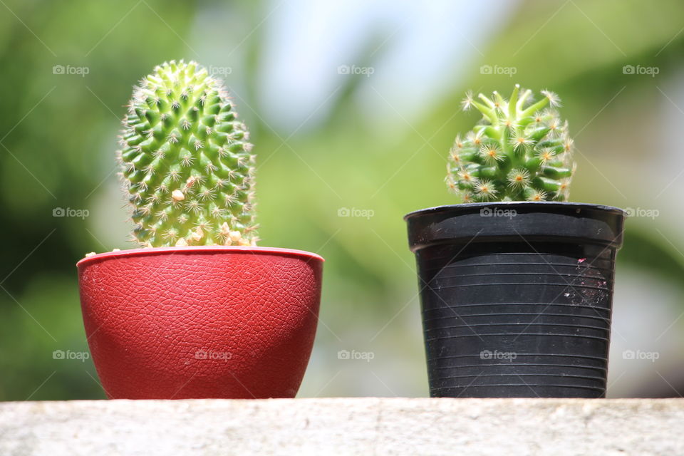 Let it absorb the light