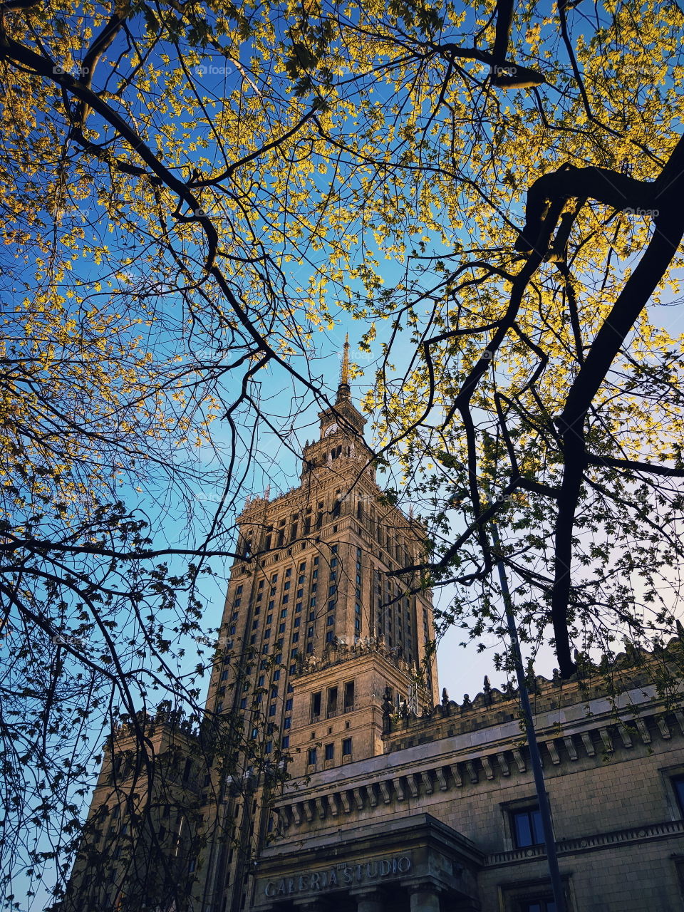 Looking up towards the Palace of Culture and Science through trees on a spring afternoon.