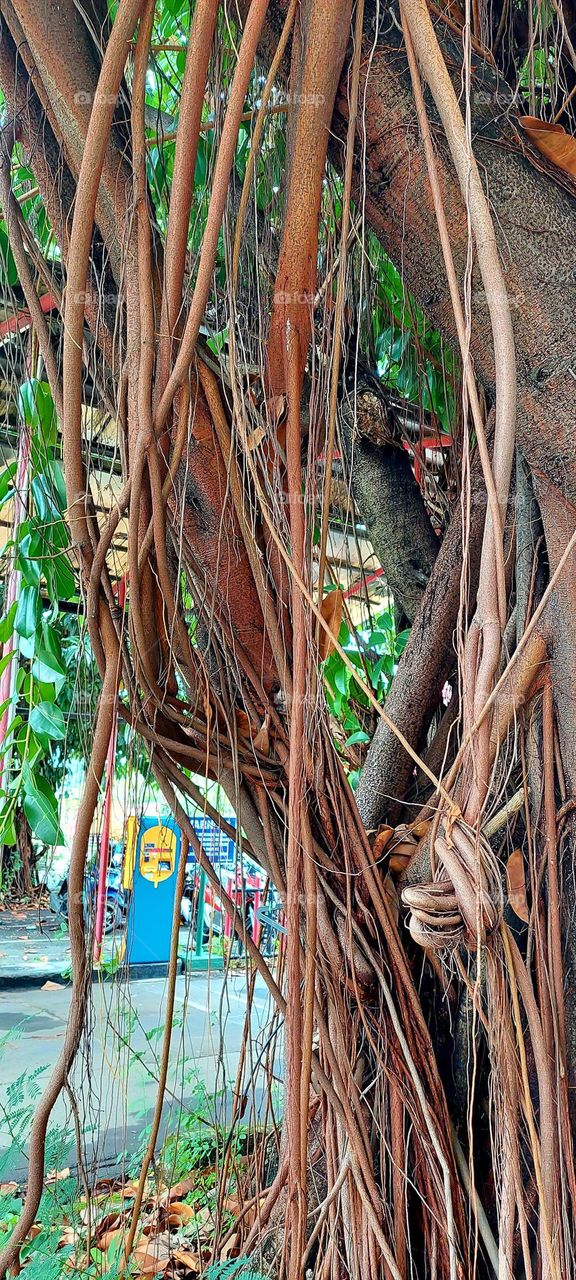  A huge ficus tree (Ficus elastica or Rubber tree) with aerial roots in Kumasi, Ghana