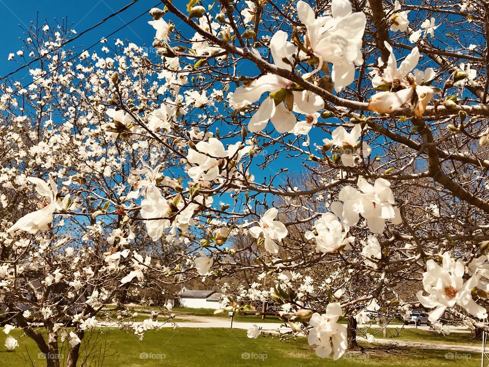 Gorgeous tree budding in springtime with beautiful white flowers makes for a stunning photo. 