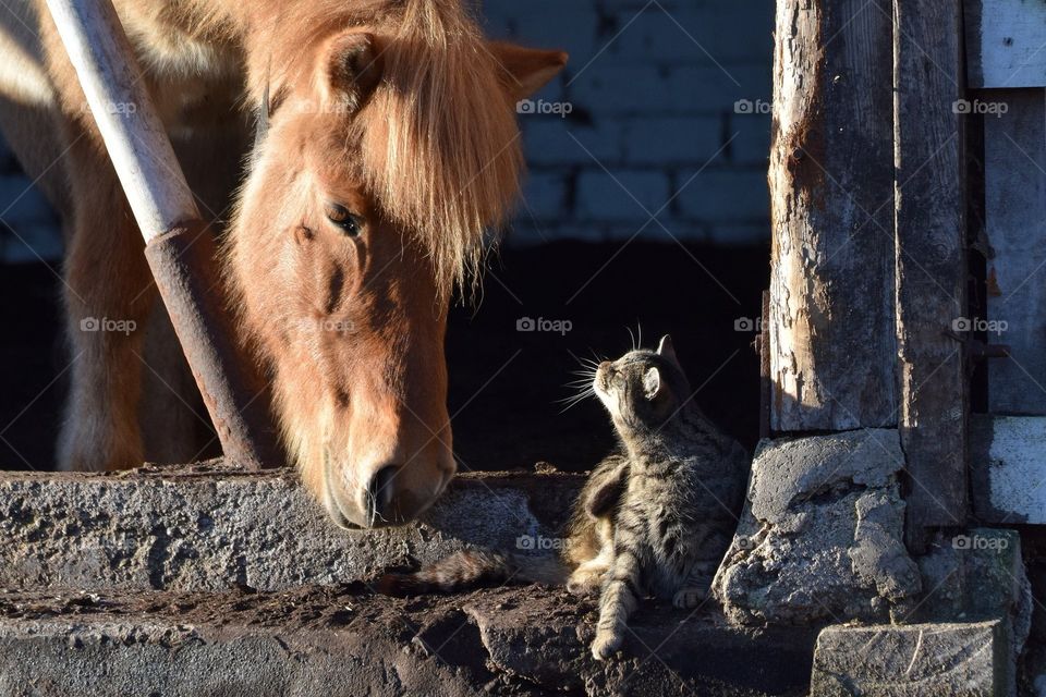 pony and cat