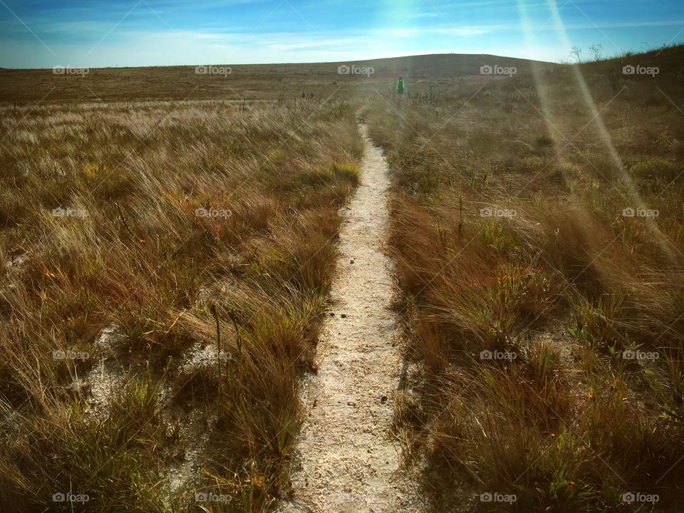 Coming home after walking 19 kilometers through the mountains I found this beautiful vegetation dancing along with the wind.