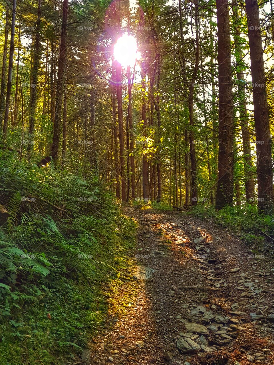 sun glimts troo forest in france