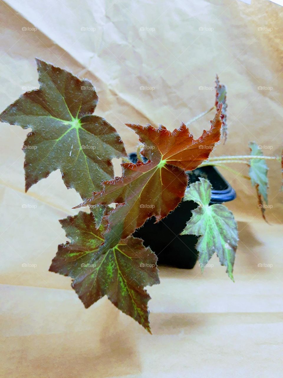 begonia's leaves