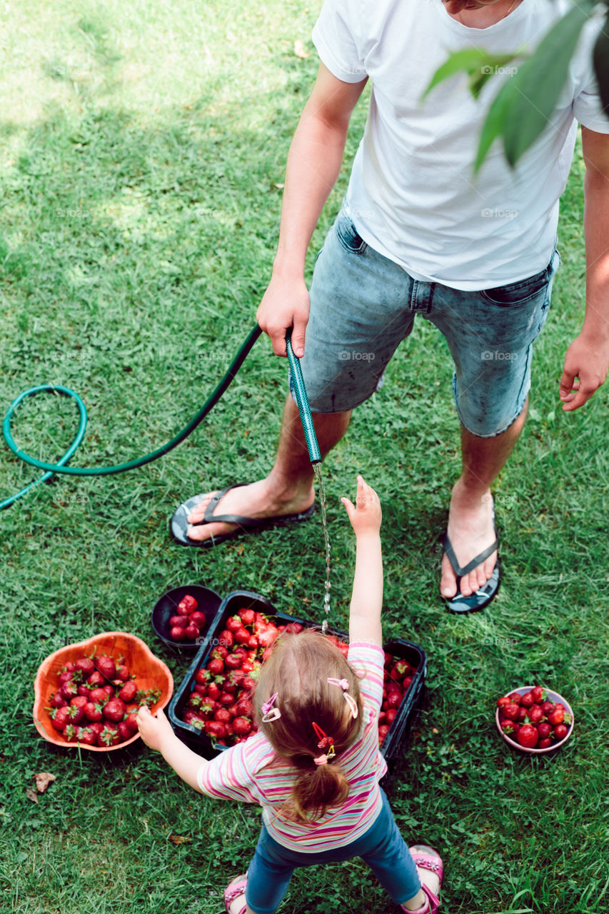 Father and daughter watering strawberries in container