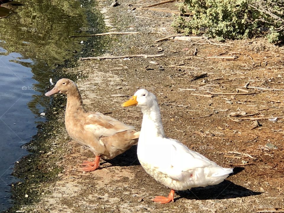 Ducks in nature