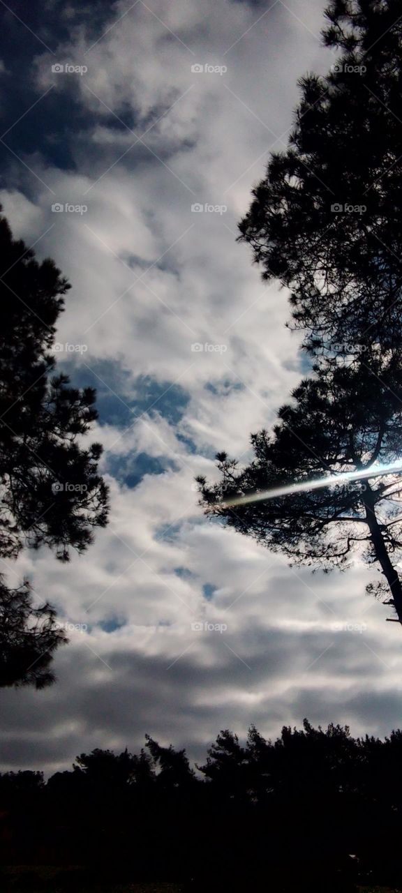 Cloudy skyTrees branches nature grassess
