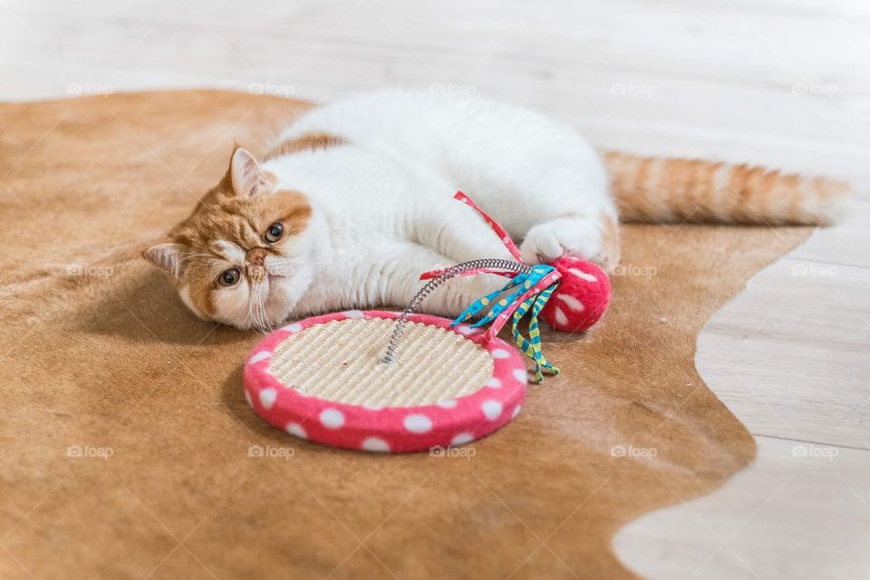 Cute cat playing with toy
