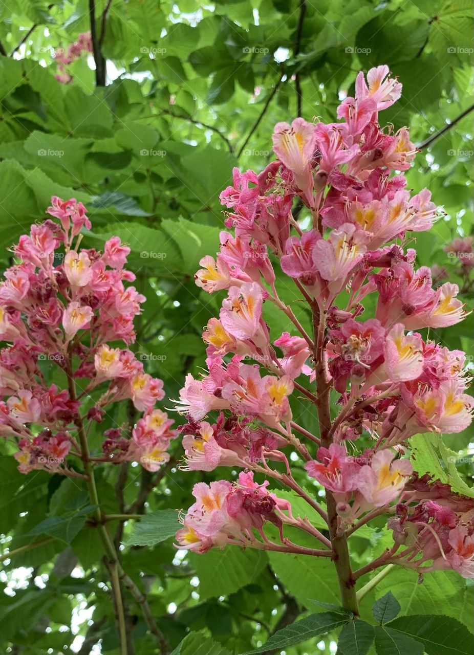 Red buckeye in full bloom