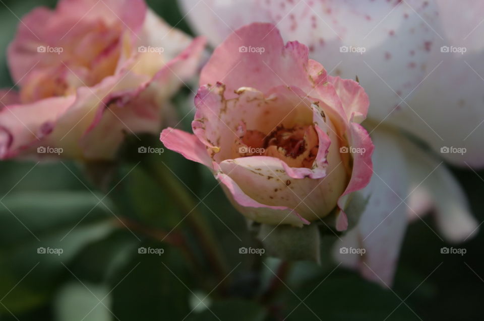 flower closeup