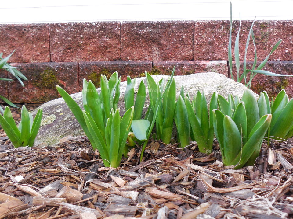 first sign of spring hyacinth petals in front of rock landscape