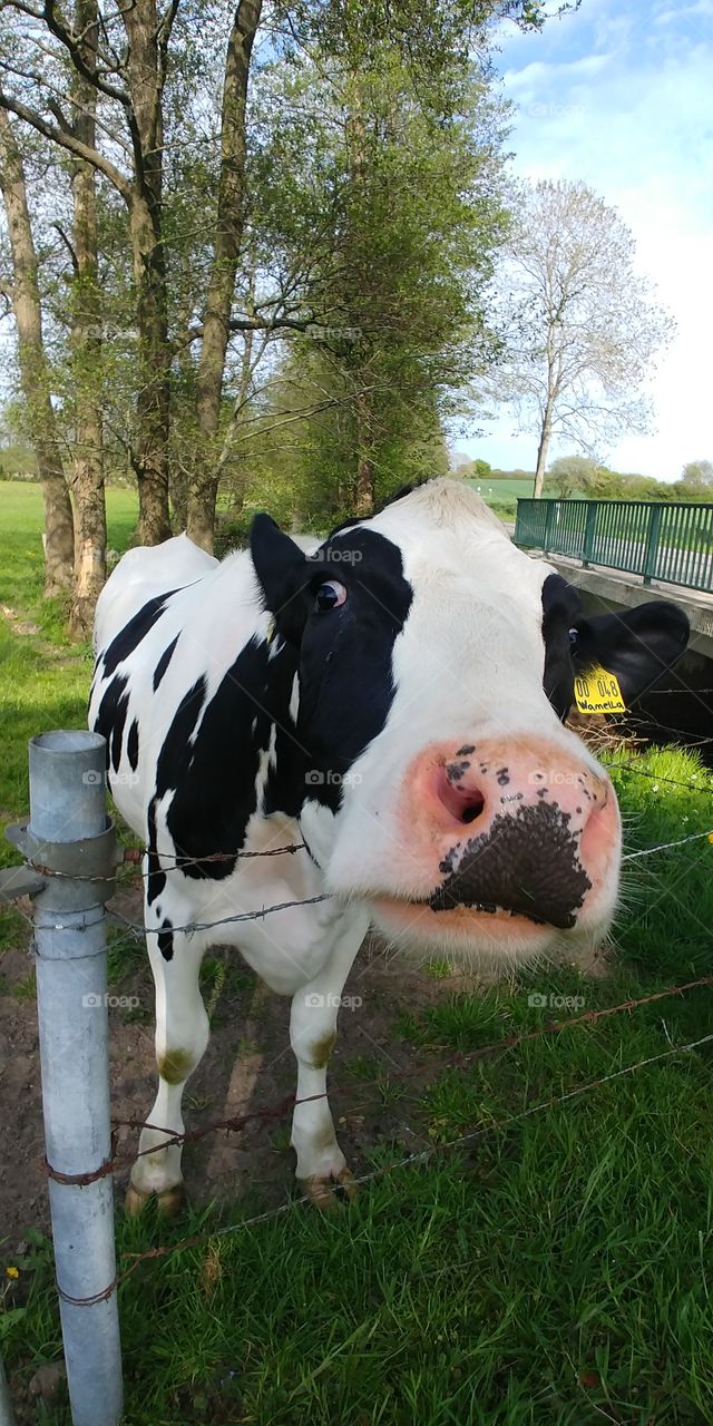 cow kuh weide natur. outdoor draußen