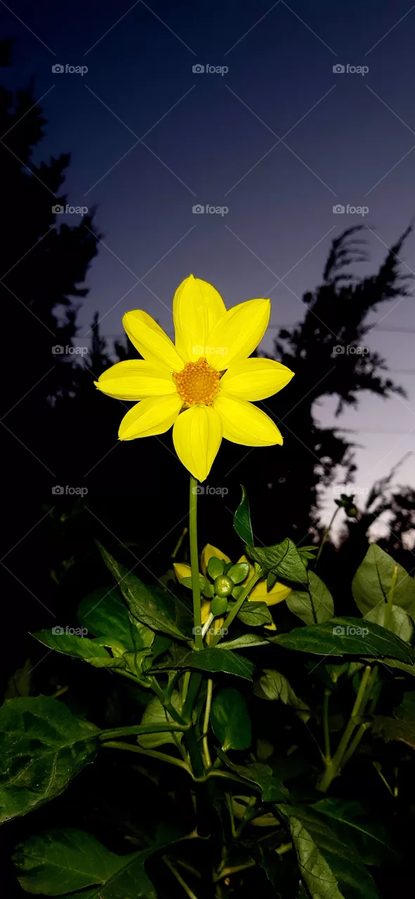 Flower
