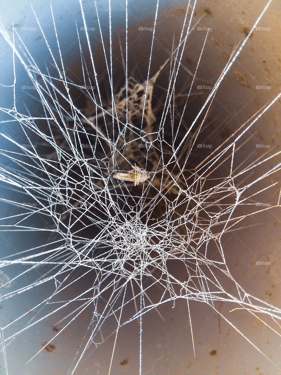 cobweb in dust and with prey