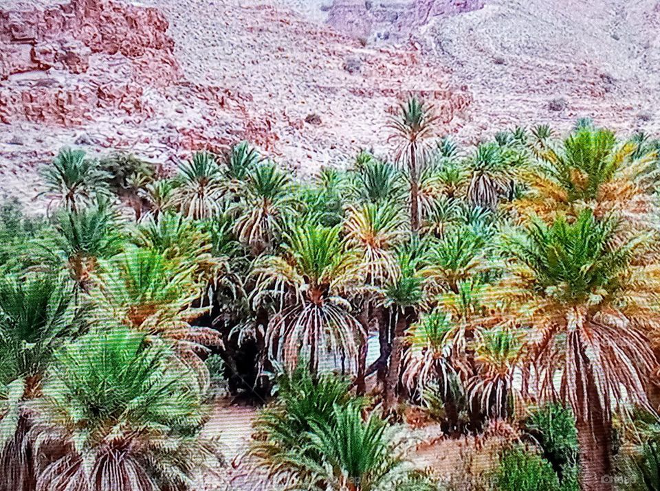 Palm Oasis