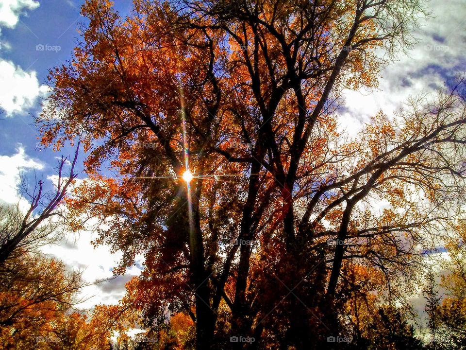 Sunrise Peeking Through the Trees and Splash of Color "Good Morning Sunshine"