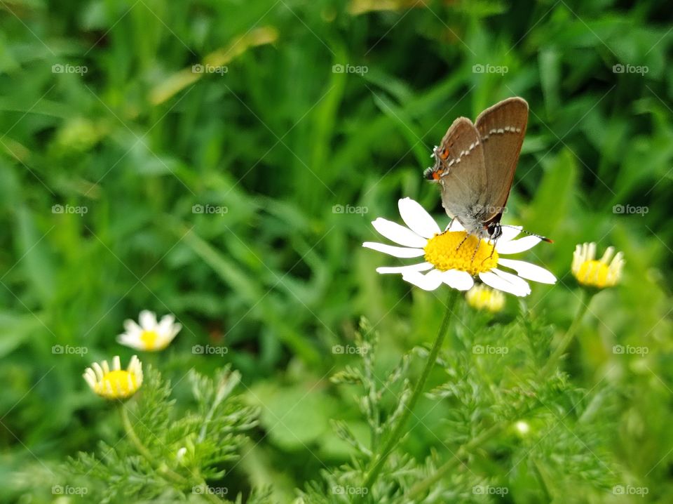 The plum butterfly (Satyrium pruni) day  caudate. Flowers.