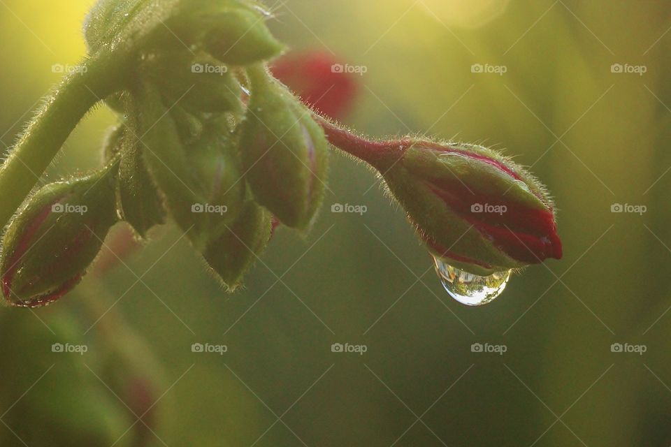 House Reflected in Water Drop