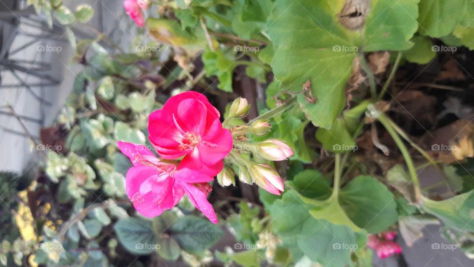 зимові квіти