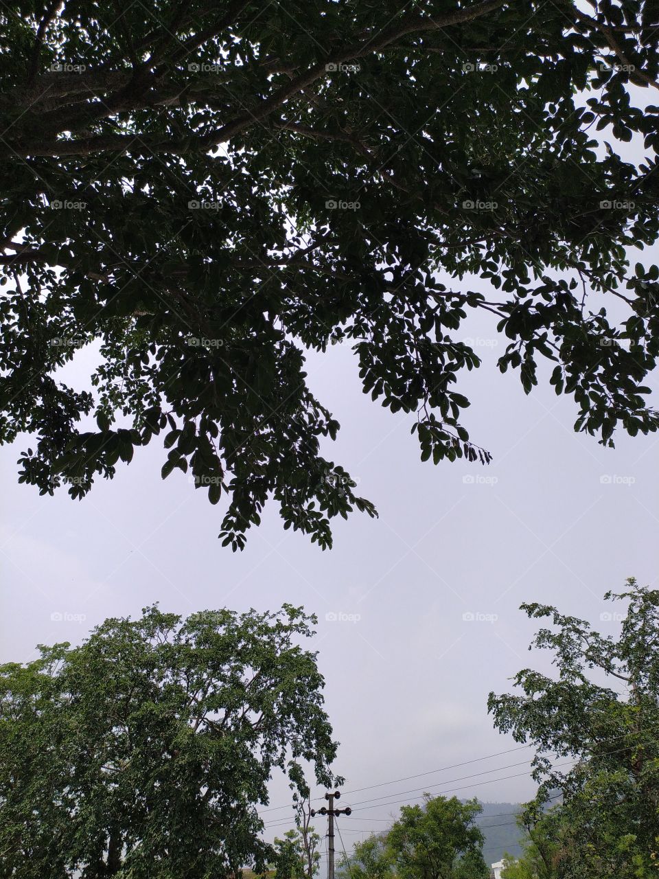 A shady tree on the roadside