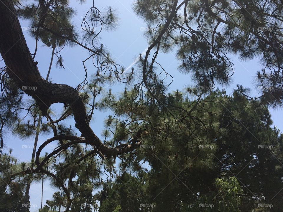 Pine branch 